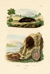 Mollusco nativo